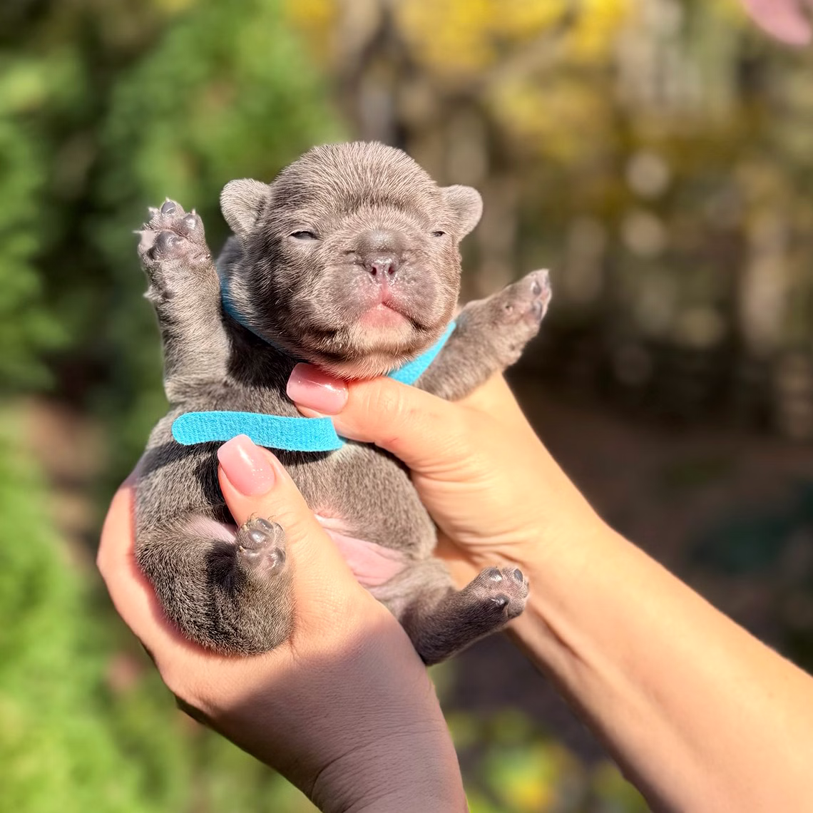 Male Blue DOB 10.25.2025 Ready 12.24 French Bulldog photo