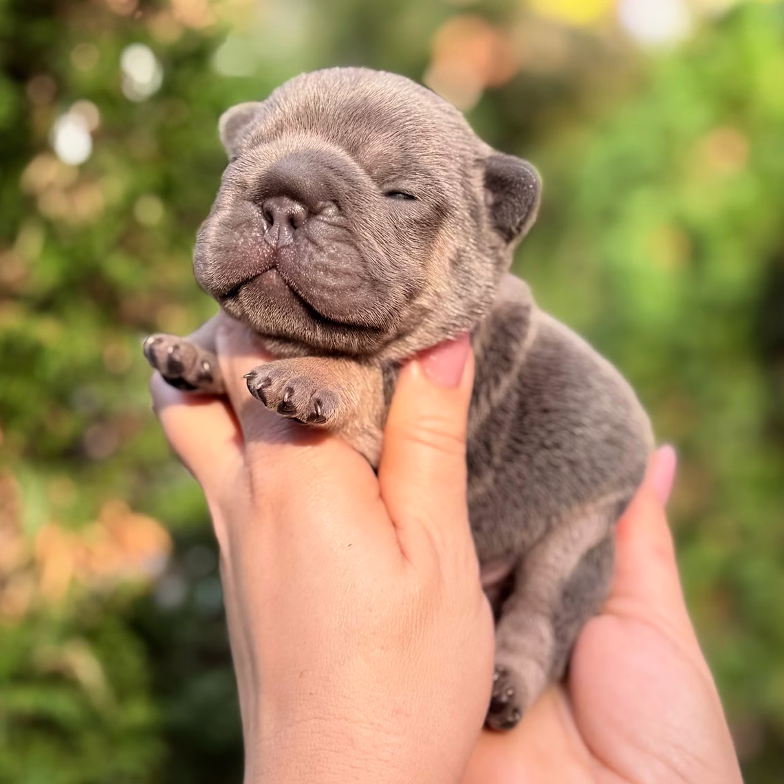 Male Blue Tan DOB 10.25.2025 Ready 12.24 French Bulldog photo