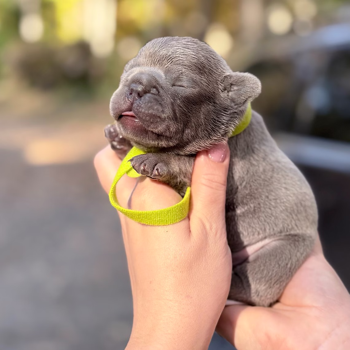 Male Blue 10.25.2025 Ready 12.24 French Bulldog photo
