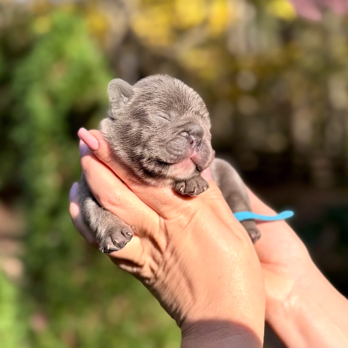Male Blue DOB 10.25.2025 Ready 12.24 French Bulldog photo