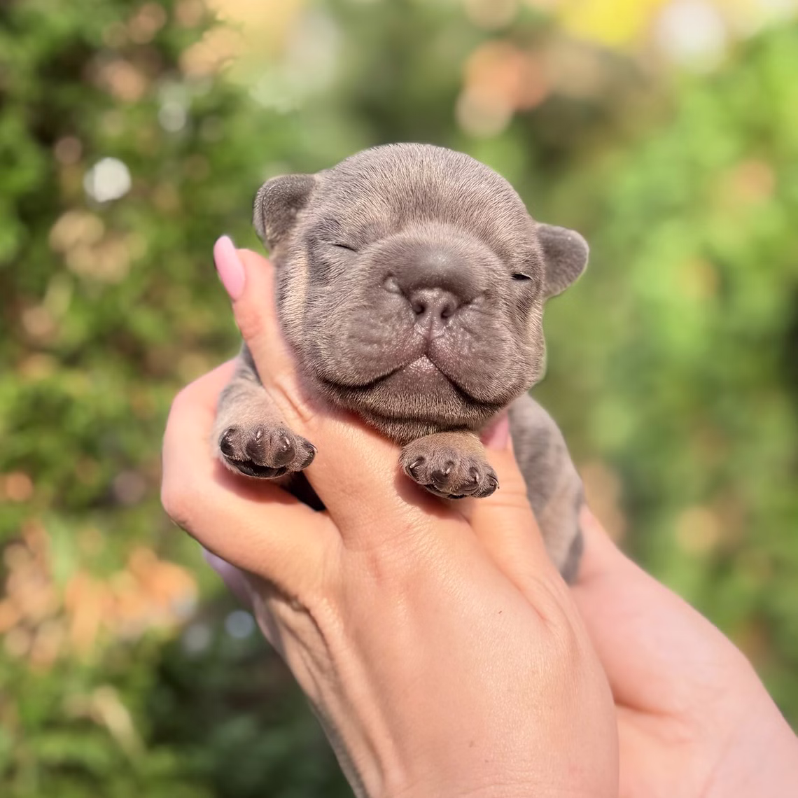 Male Blue Tan DOB 10.25.2025 Ready 12.24 French Bulldog photo