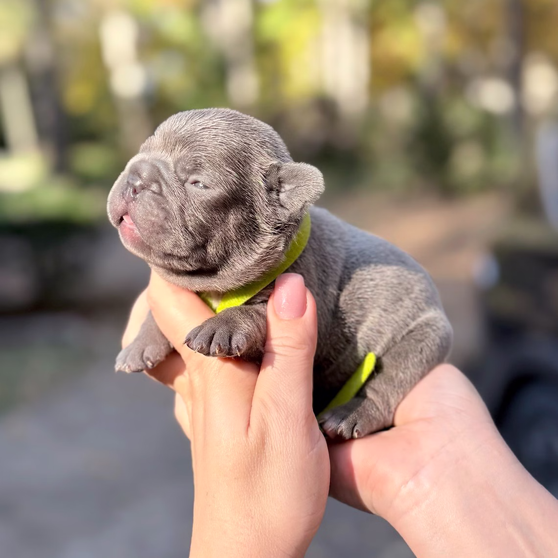 Male Blue 10.25.2025 Ready 12.24 French Bulldog photo