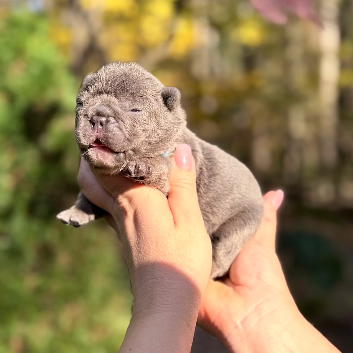 Male Blue DOB 10.25.2025 Ready 12.24 French Bulldog photo