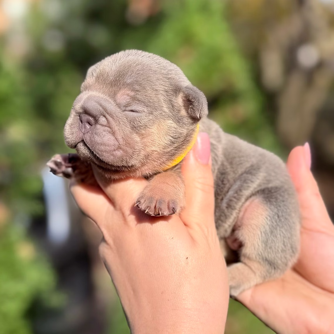 Male Blue Tan DOB 10.25.2025 Ready 12.24 French Bulldog photo