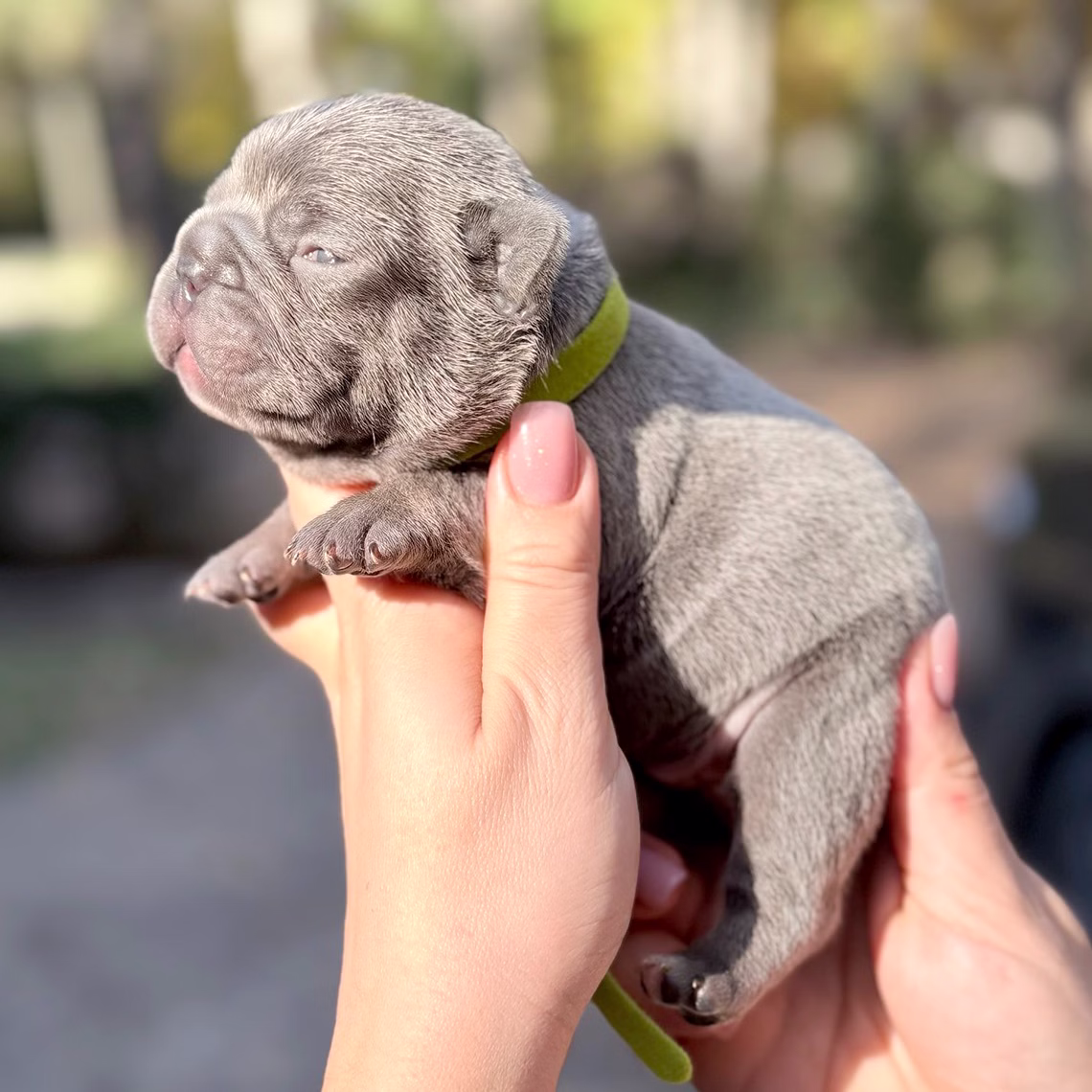Male Blue 10.25.2025 Ready 12.24 French Bulldog photo