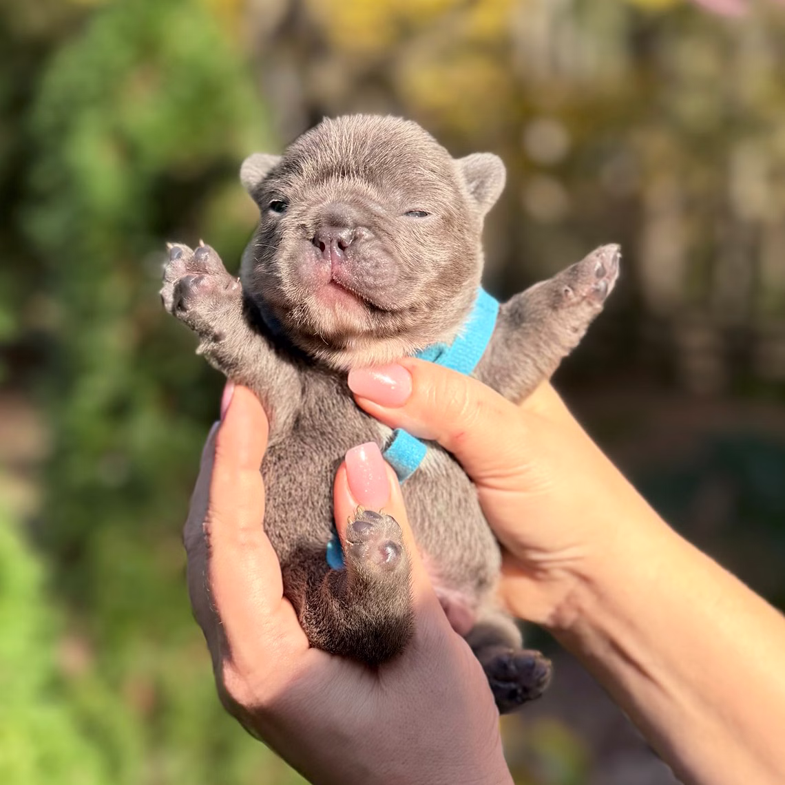 Male Blue DOB 10.25.2025 Ready 12.24 French Bulldog photo