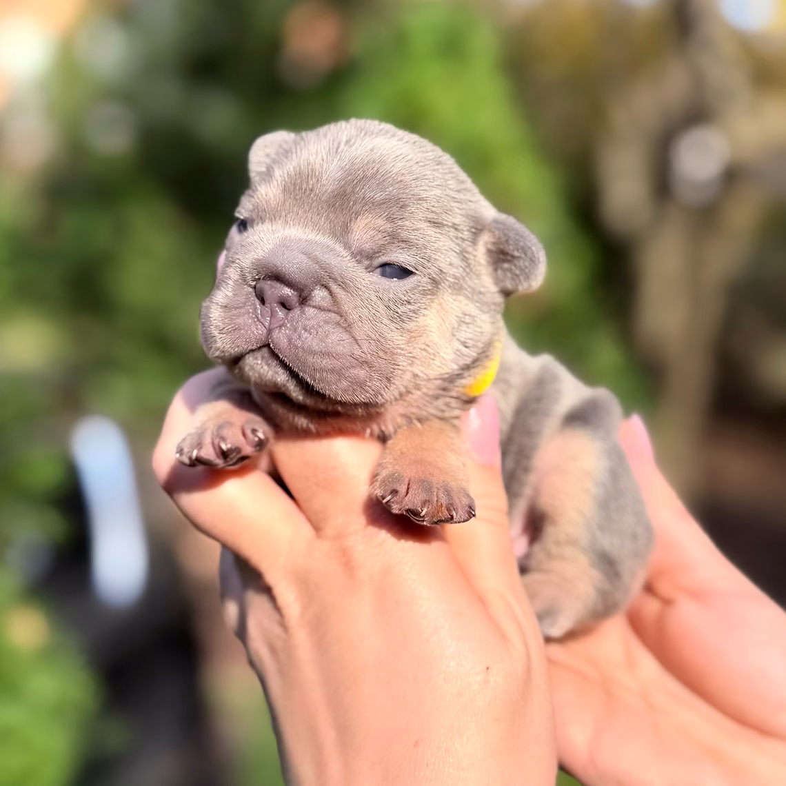 Male Blue Tan DOB 10.25.2025 Ready 12.24 French Bulldog photo