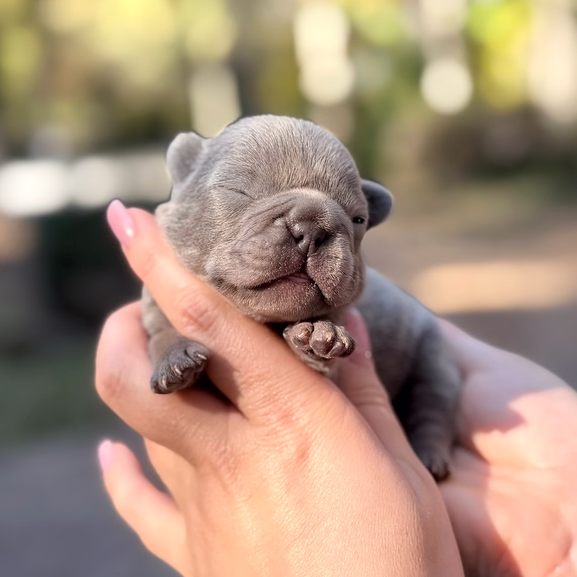 Male Blue 10.25.2025 Ready 12.24 French Bulldog photo