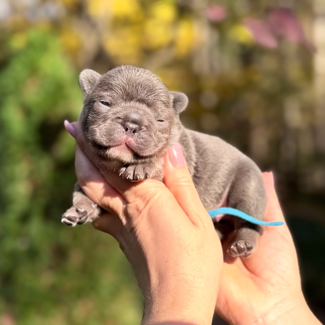 Male Blue DOB 10.25.2025 Ready 12.24 French Bulldog photo