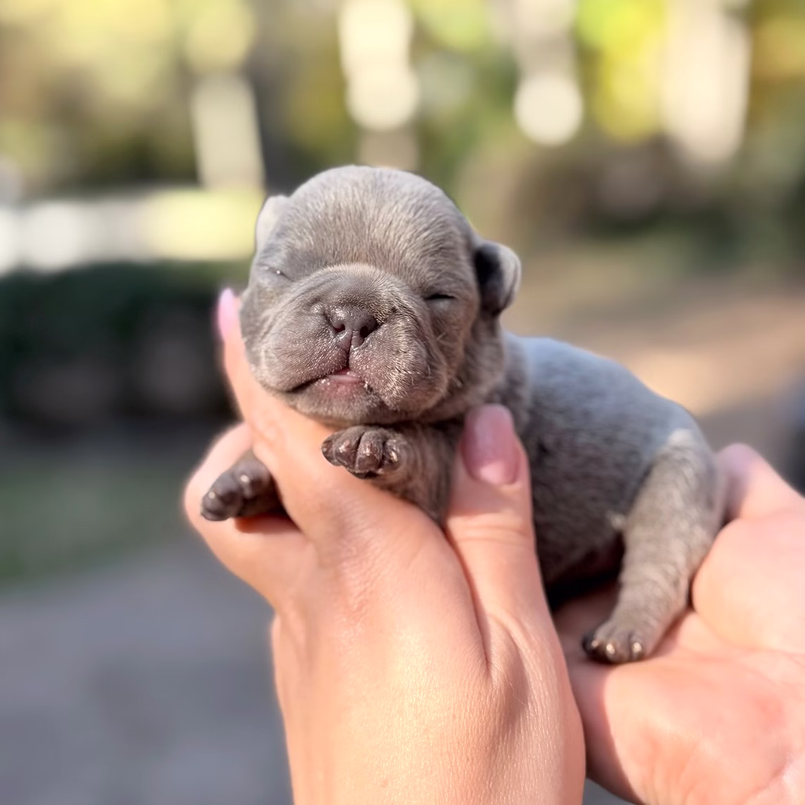 Male Blue 10.25.2025 Ready 12.24 French Bulldog photo