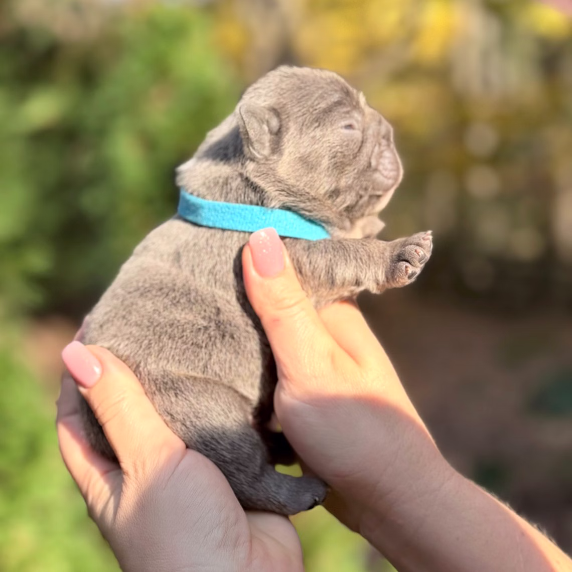 Male Blue DOB 10.25.2025 Ready 12.24 French Bulldog photo