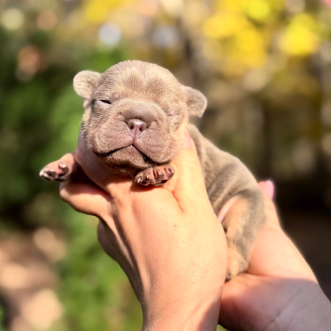 Male Blue Tan DOB 10.25.2025 Ready 12.24 French Bulldog photo