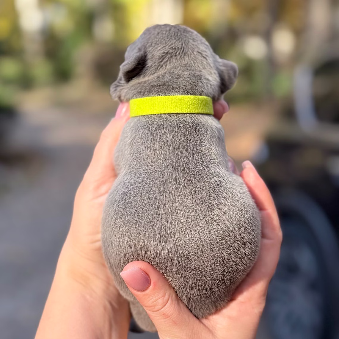 Male Blue 10.25.2025 Ready 12.24 French Bulldog photo