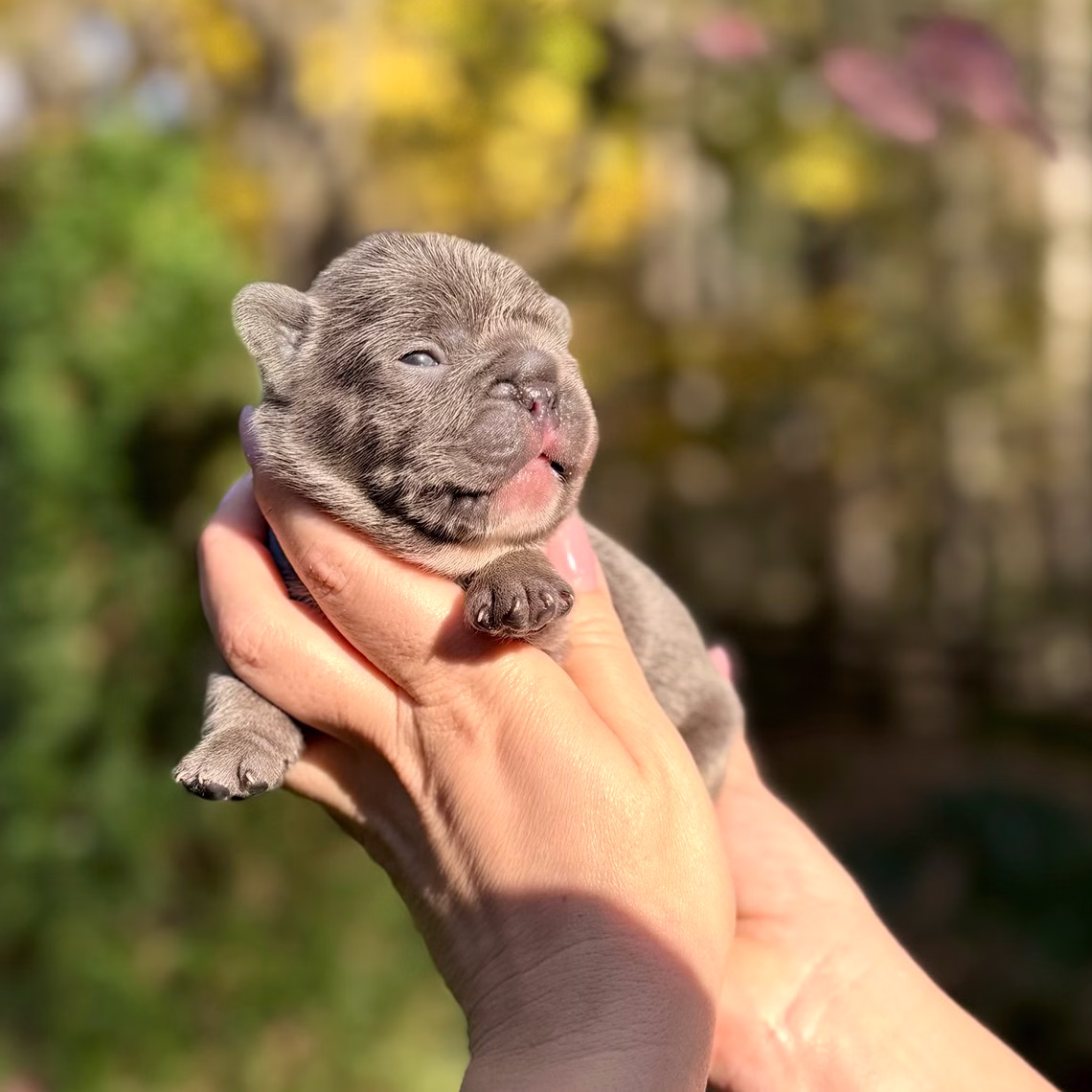 Male Blue DOB 10.25.2025 Ready 12.24 French Bulldog photo