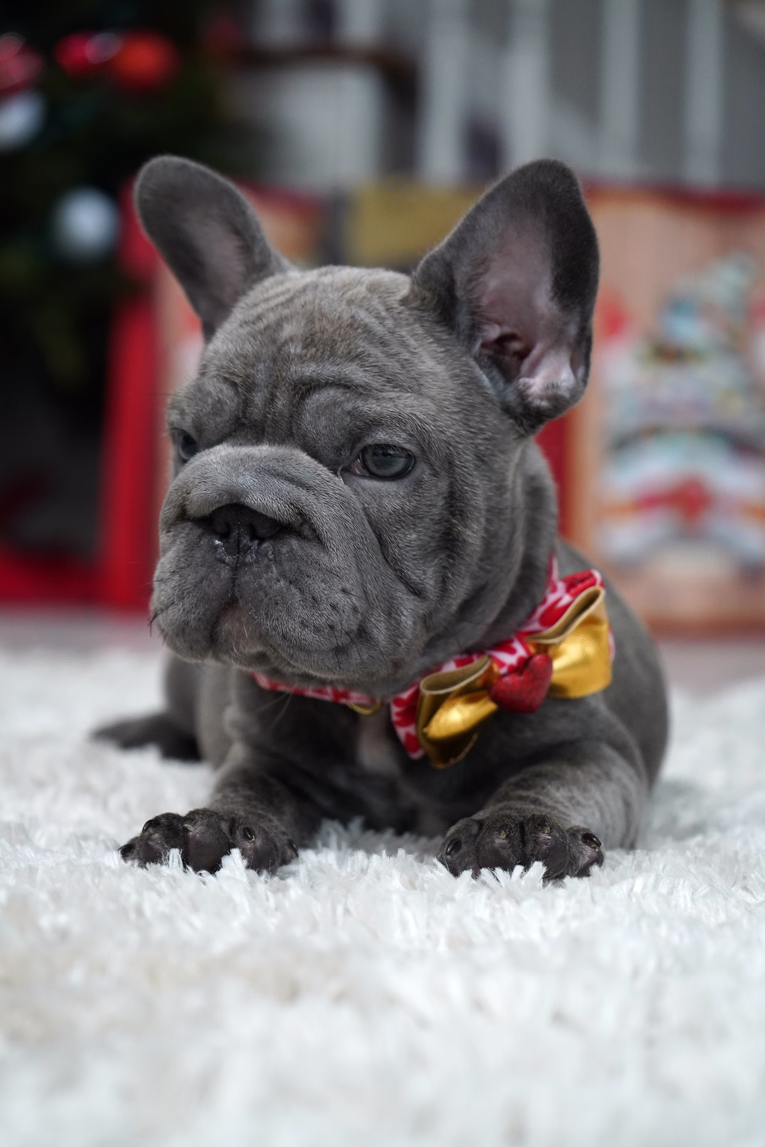 French Bulldog, female, merle tan, puppy with health guarantee and pedigree available a Alabama, Florida, Georgia, North Carolina, South Carolina, Tennessee, California, Illinois, Colorado, Texas