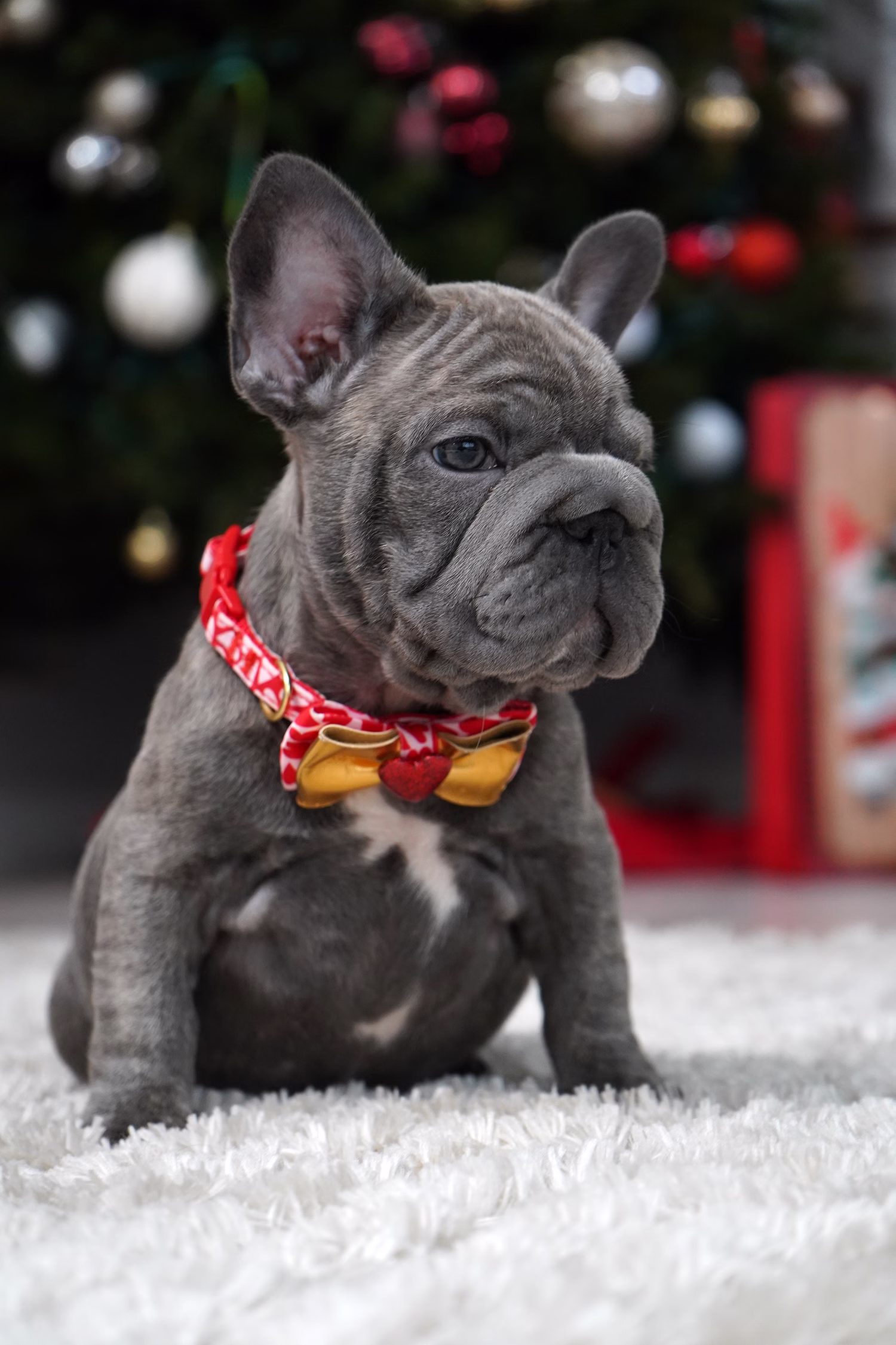 French Bulldog, female, merle tan, puppy with health guarantee and pedigree available a Alabama, Florida, Georgia, North Carolina, South Carolina, Tennessee, California, Illinois, Colorado, Texas