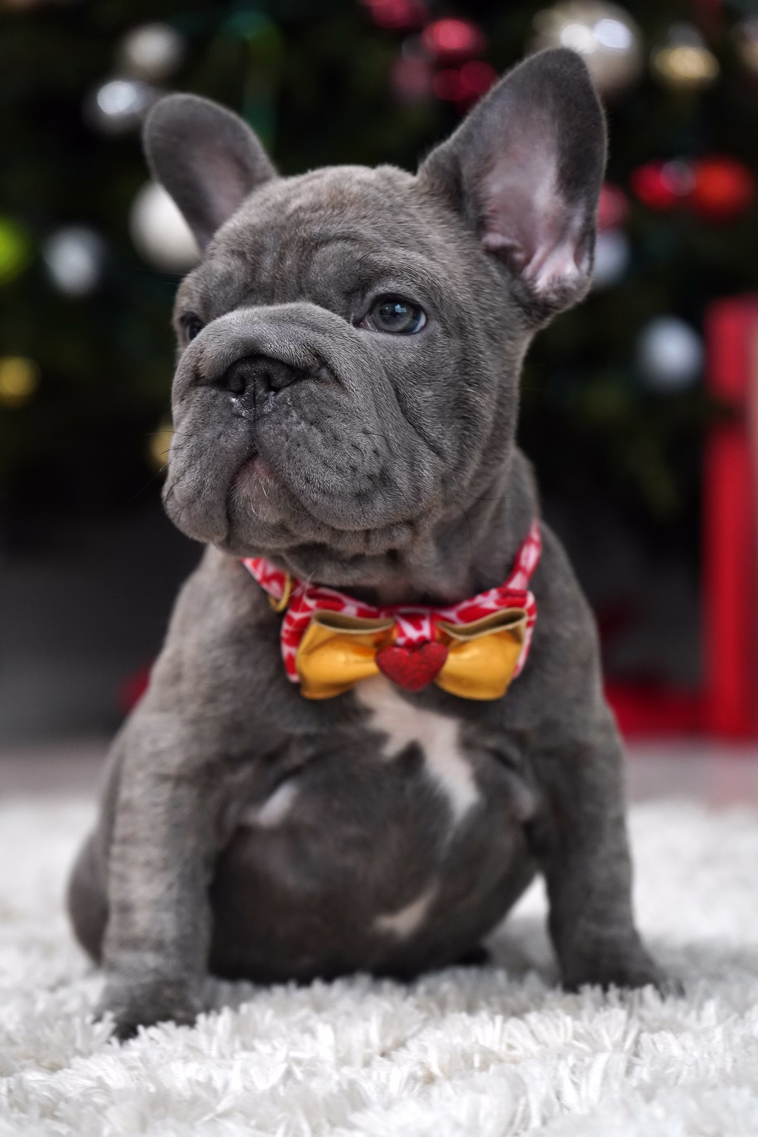 French Bulldog, female, merle tan, puppy with health guarantee and pedigree available a Alabama, Florida, Georgia, North Carolina, South Carolina, Tennessee, California, Illinois, Colorado, Texas