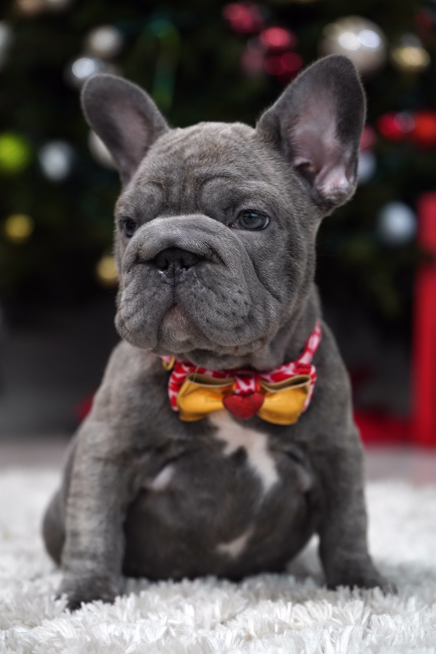 French Bulldog, female, merle tan, puppy with health guarantee and pedigree available a Alabama, Florida, Georgia, North Carolina, South Carolina, Tennessee, California, Illinois, Colorado, Texas