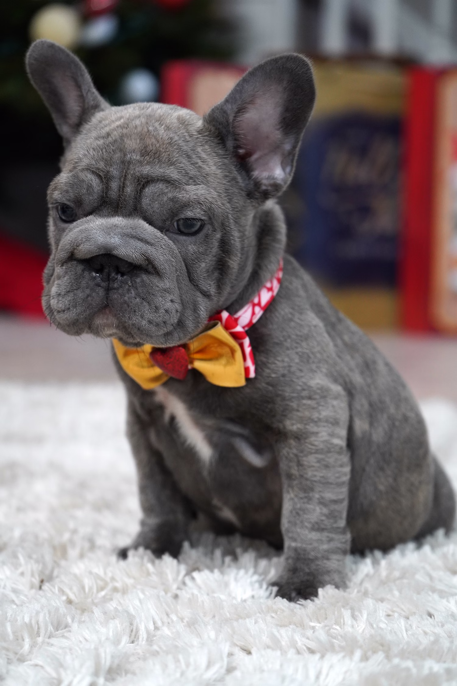 French Bulldog, female, merle tan, puppy with health guarantee and pedigree available a Alabama, Florida, Georgia, North Carolina, South Carolina, Tennessee, California, Illinois, Colorado, Texas