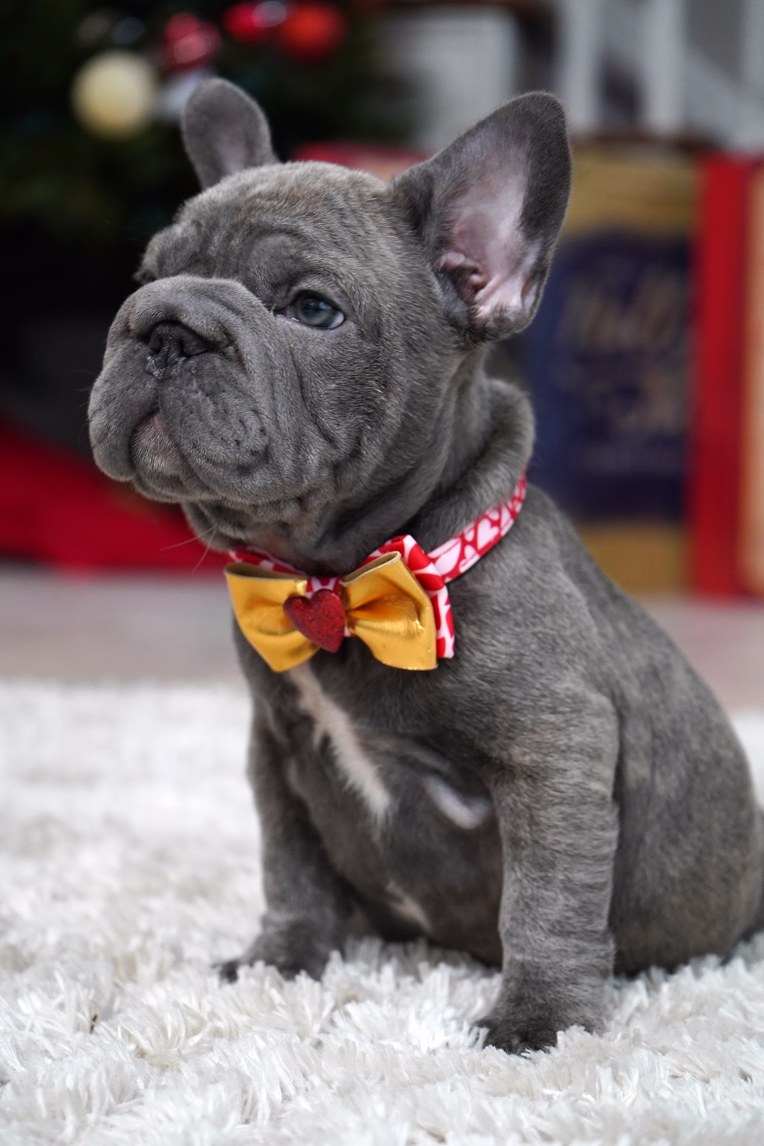 French Bulldog, female, merle tan, puppy with health guarantee and pedigree available a Alabama, Florida, Georgia, North Carolina, South Carolina, Tennessee, California, Illinois, Colorado, Texas