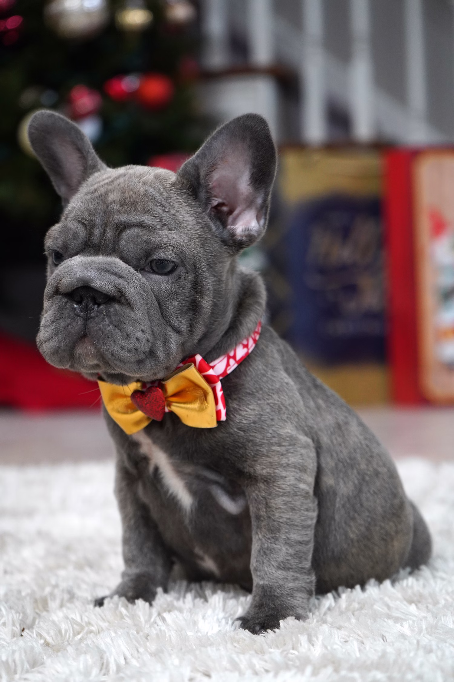 French Bulldog, female, merle tan, puppy with health guarantee and pedigree available a Alabama, Florida, Georgia, North Carolina, South Carolina, Tennessee, California, Illinois, Colorado, Texas