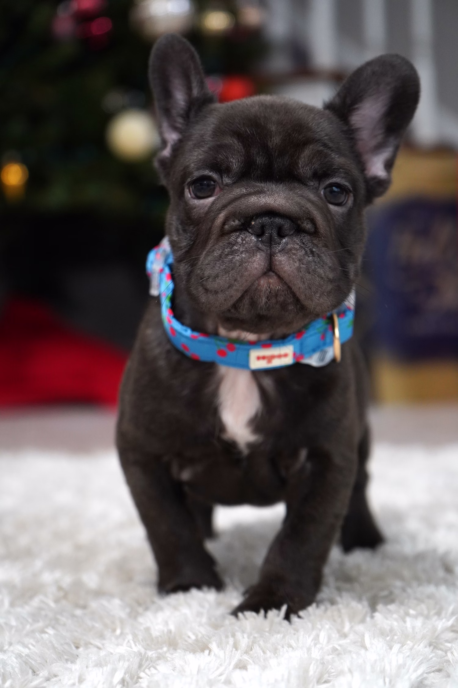 French Bulldog, female, merle tan, puppy with health guarantee and pedigree available a Alabama, Florida, Georgia, North Carolina, South Carolina, Tennessee, California, Illinois, Colorado, Texas