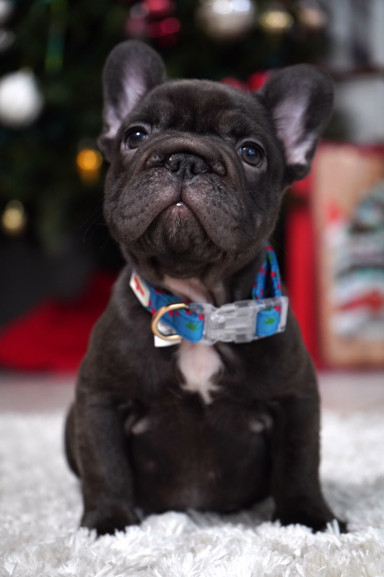 French Bulldog, female, merle tan, puppy with health guarantee and pedigree available a Alabama, Florida, Georgia, North Carolina, South Carolina, Tennessee, California, Illinois, Colorado, Texas