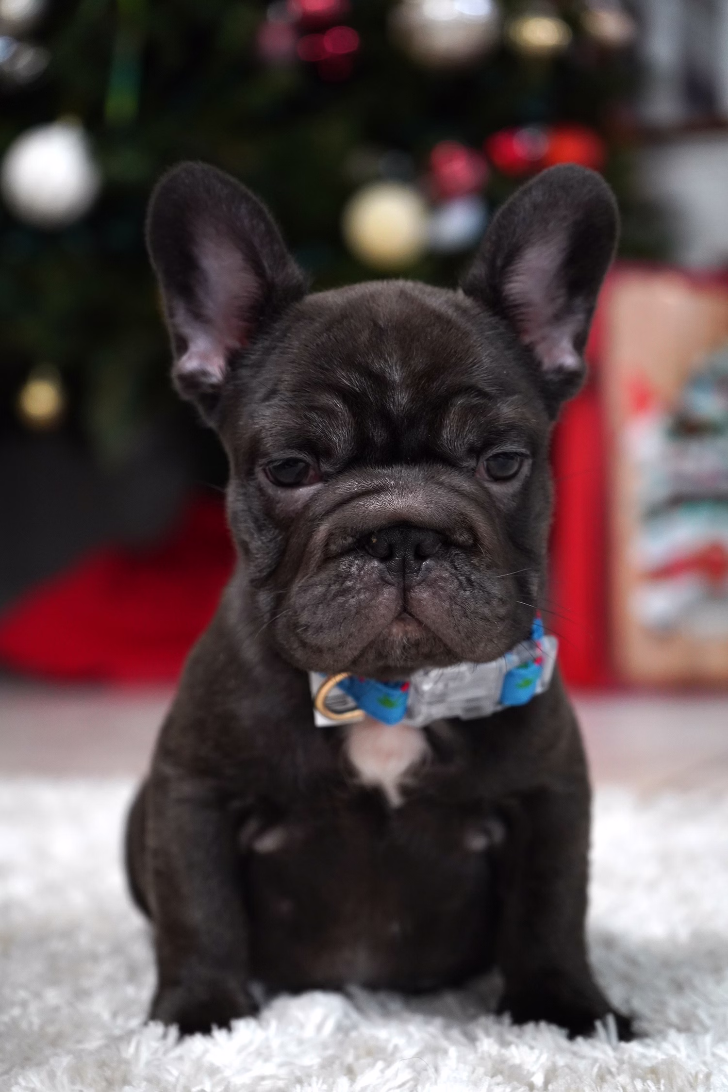 French Bulldog, female, merle tan, puppy with health guarantee and pedigree available a Alabama, Florida, Georgia, North Carolina, South Carolina, Tennessee, California, Illinois, Colorado, Texas