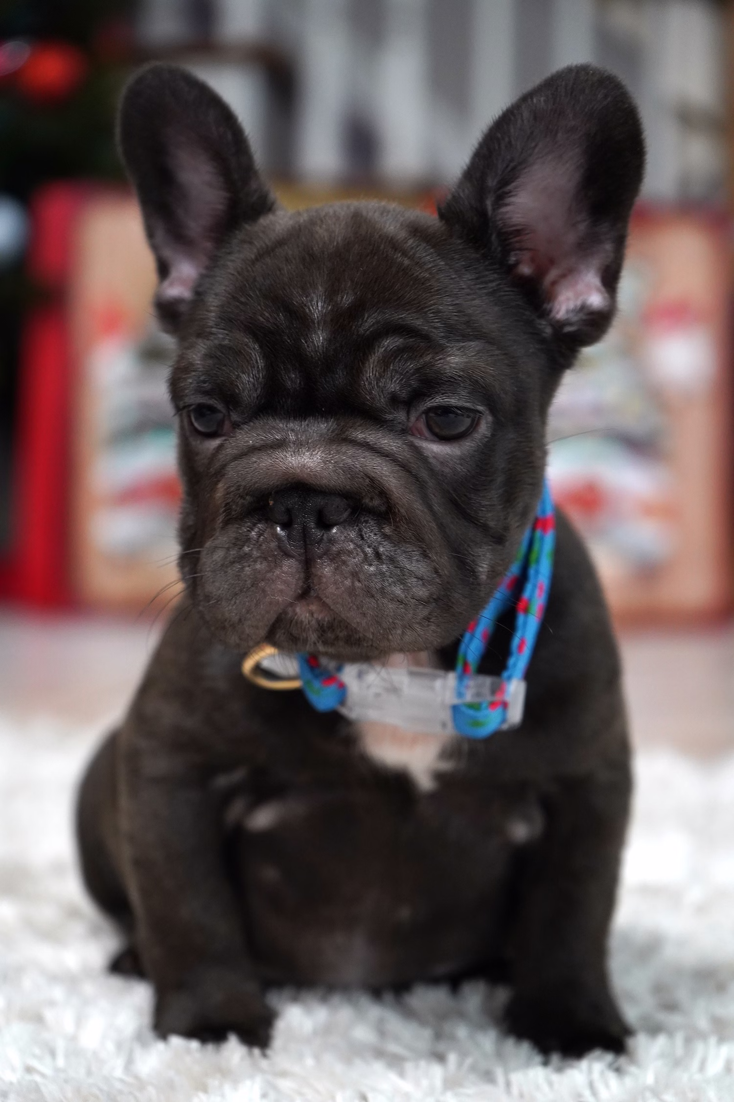 French Bulldog, female, merle tan, puppy with health guarantee and pedigree available a Alabama, Florida, Georgia, North Carolina, South Carolina, Tennessee, California, Illinois, Colorado, Texas