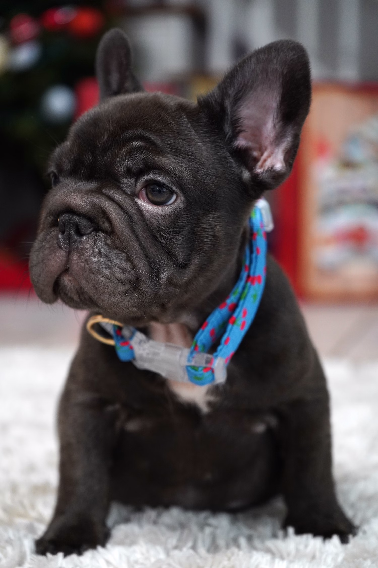 French Bulldog, female, merle tan, puppy with health guarantee and pedigree available a Alabama, Florida, Georgia, North Carolina, South Carolina, Tennessee, California, Illinois, Colorado, Texas