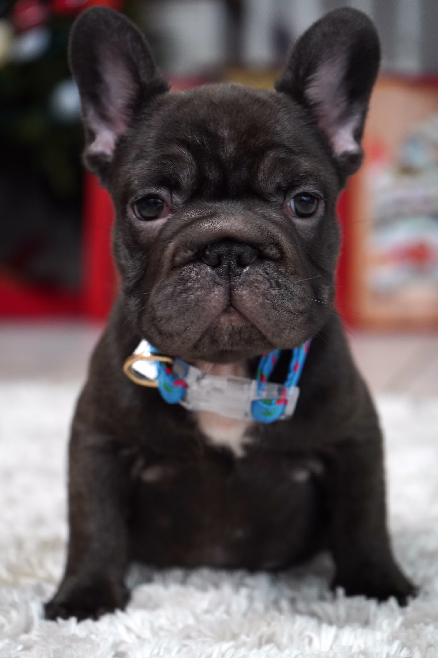 French Bulldog, female, merle tan, puppy with health guarantee and pedigree available a Alabama, Florida, Georgia, North Carolina, South Carolina, Tennessee, California, Illinois, Colorado, Texas