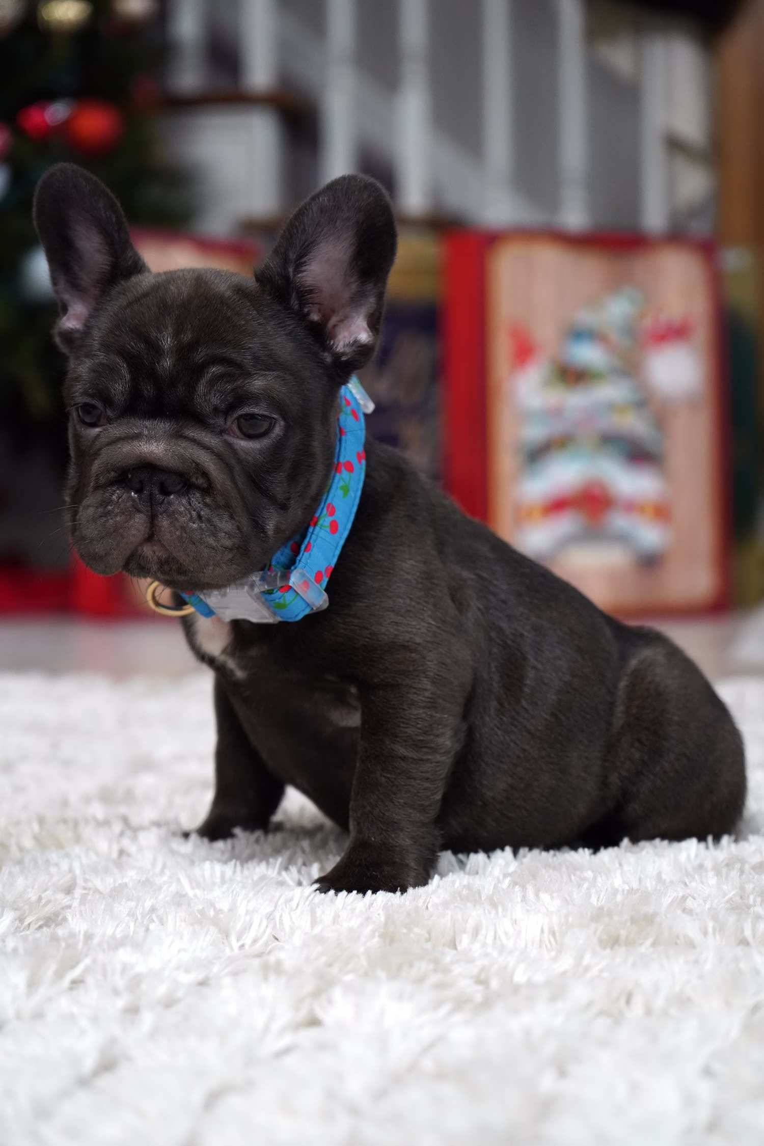 French Bulldog, female, merle tan, puppy with health guarantee and pedigree available a Alabama, Florida, Georgia, North Carolina, South Carolina, Tennessee, California, Illinois, Colorado, Texas