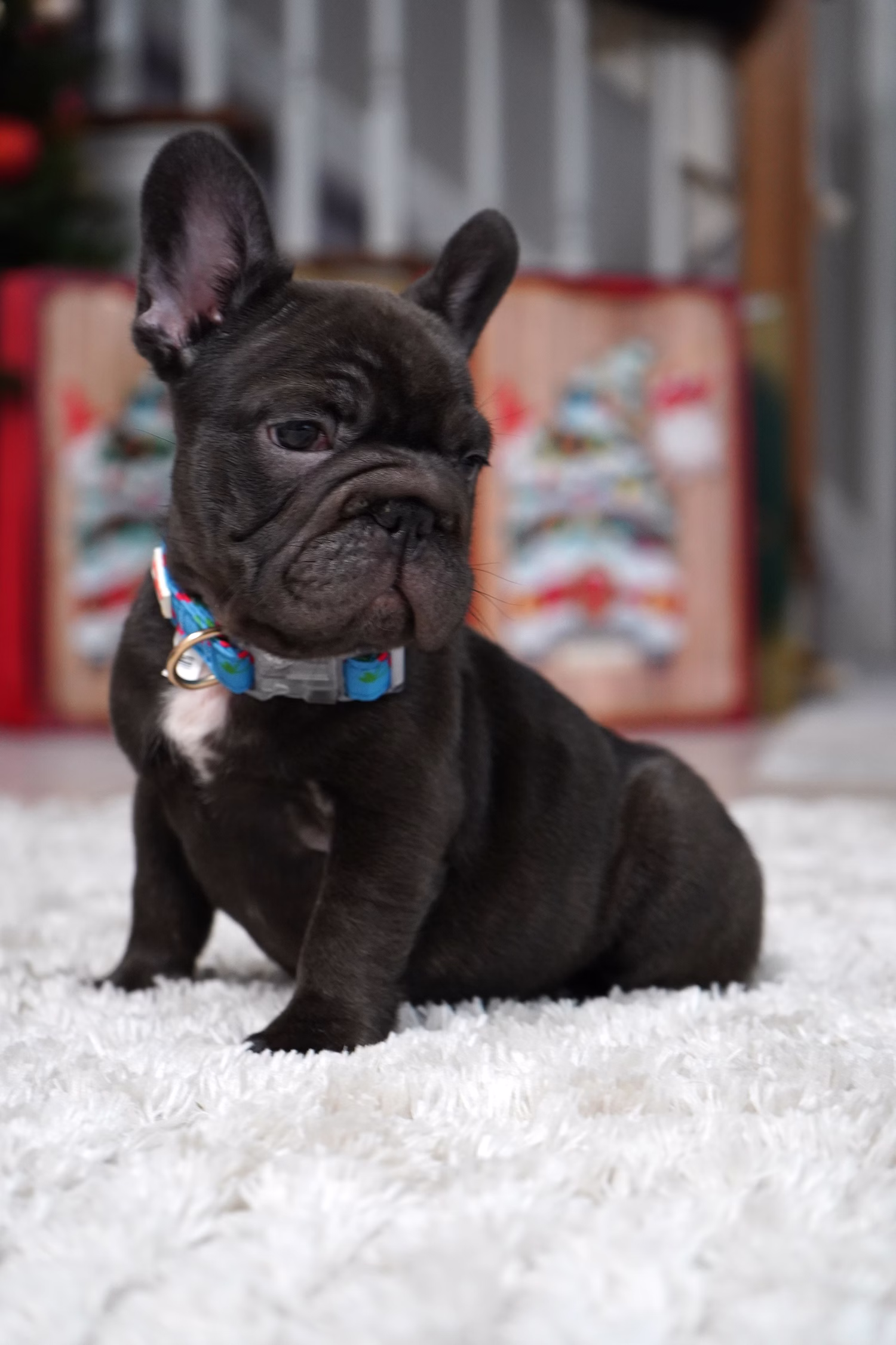 French Bulldog, female, merle tan, puppy with health guarantee and pedigree available a Alabama, Florida, Georgia, North Carolina, South Carolina, Tennessee, California, Illinois, Colorado, Texas