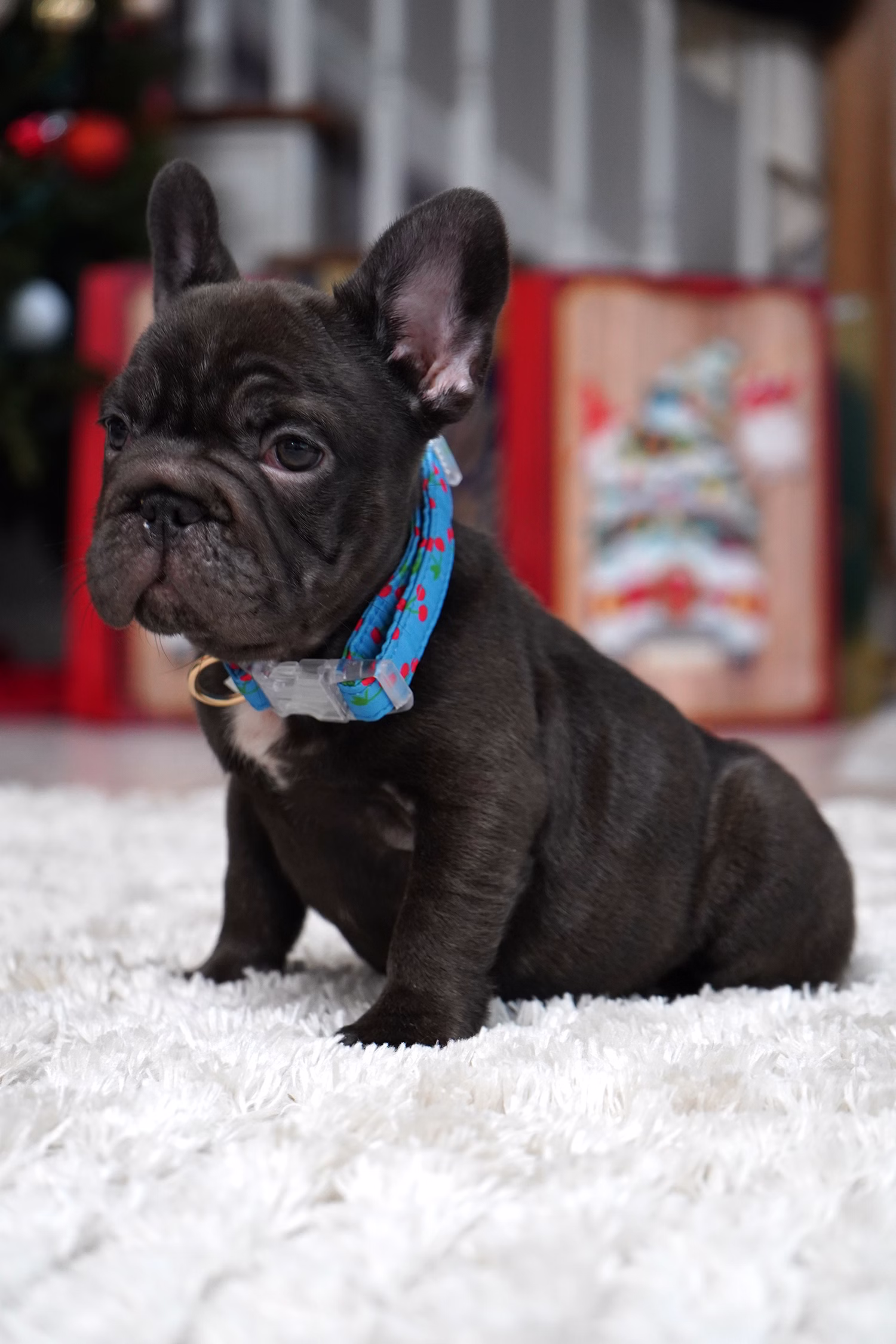 French Bulldog, female, merle tan, puppy with health guarantee and pedigree available a Alabama, Florida, Georgia, North Carolina, South Carolina, Tennessee, California, Illinois, Colorado, Texas