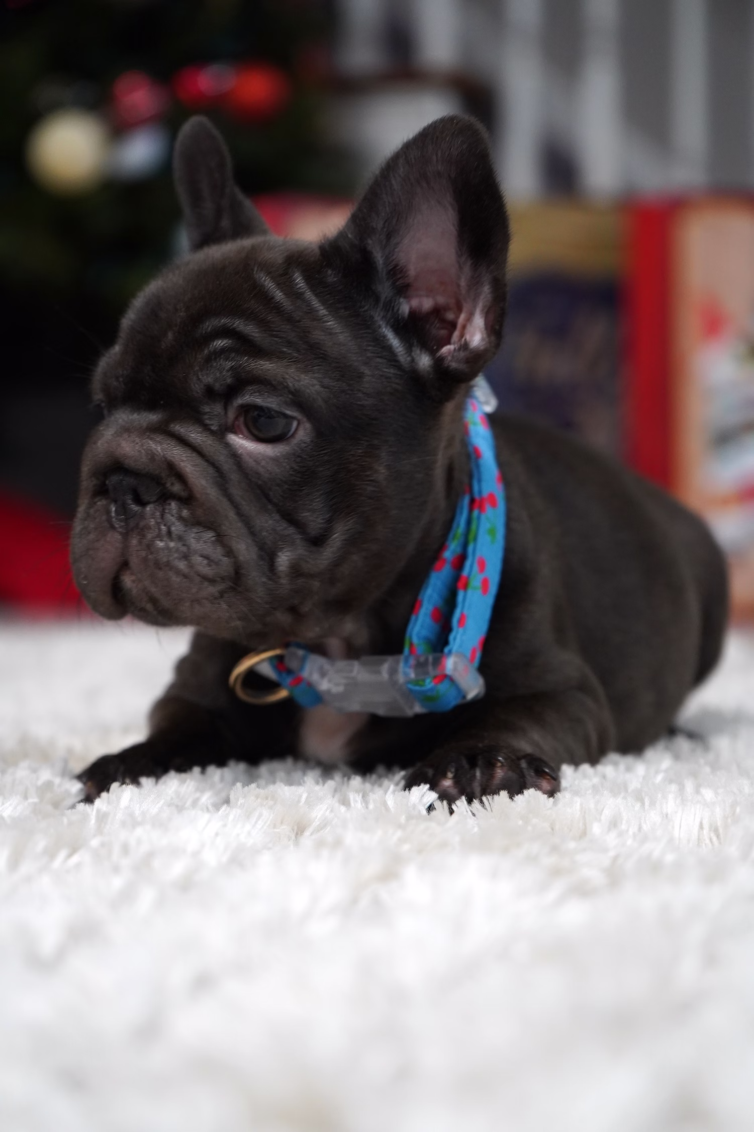 French Bulldog, female, merle tan, puppy with health guarantee and pedigree available a Alabama, Florida, Georgia, North Carolina, South Carolina, Tennessee, California, Illinois, Colorado, Texas