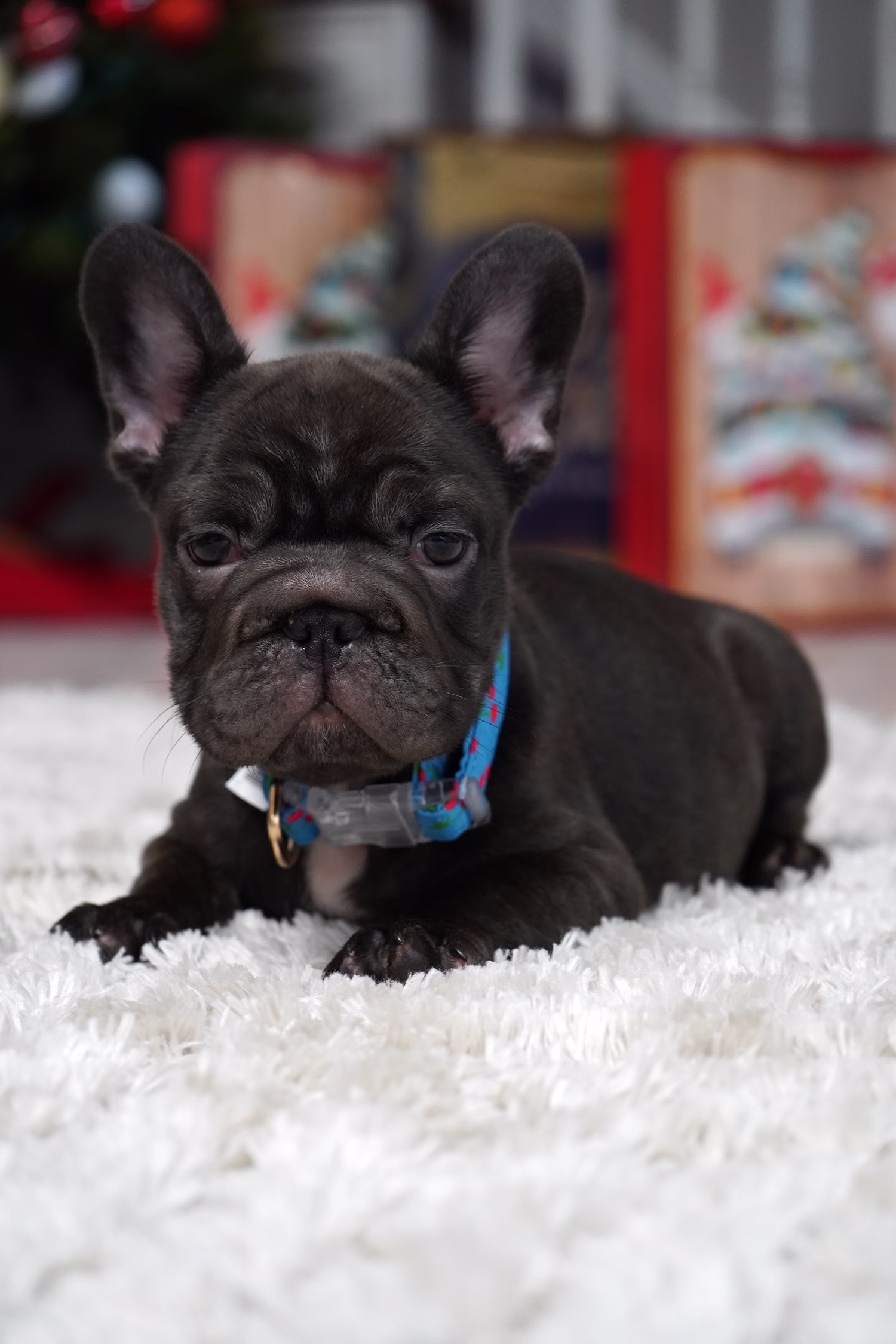 French Bulldog, female, merle tan, puppy with health guarantee and pedigree available a Alabama, Florida, Georgia, North Carolina, South Carolina, Tennessee, California, Illinois, Colorado, Texas