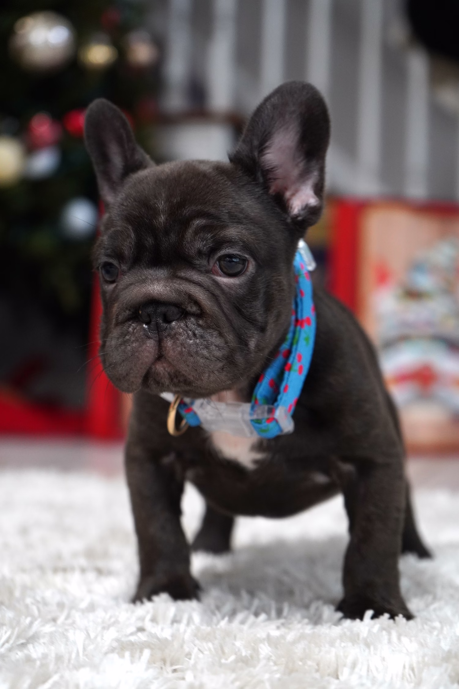 French Bulldog, female, merle tan, puppy with health guarantee and pedigree available a Alabama, Florida, Georgia, North Carolina, South Carolina, Tennessee, California, Illinois, Colorado, Texas