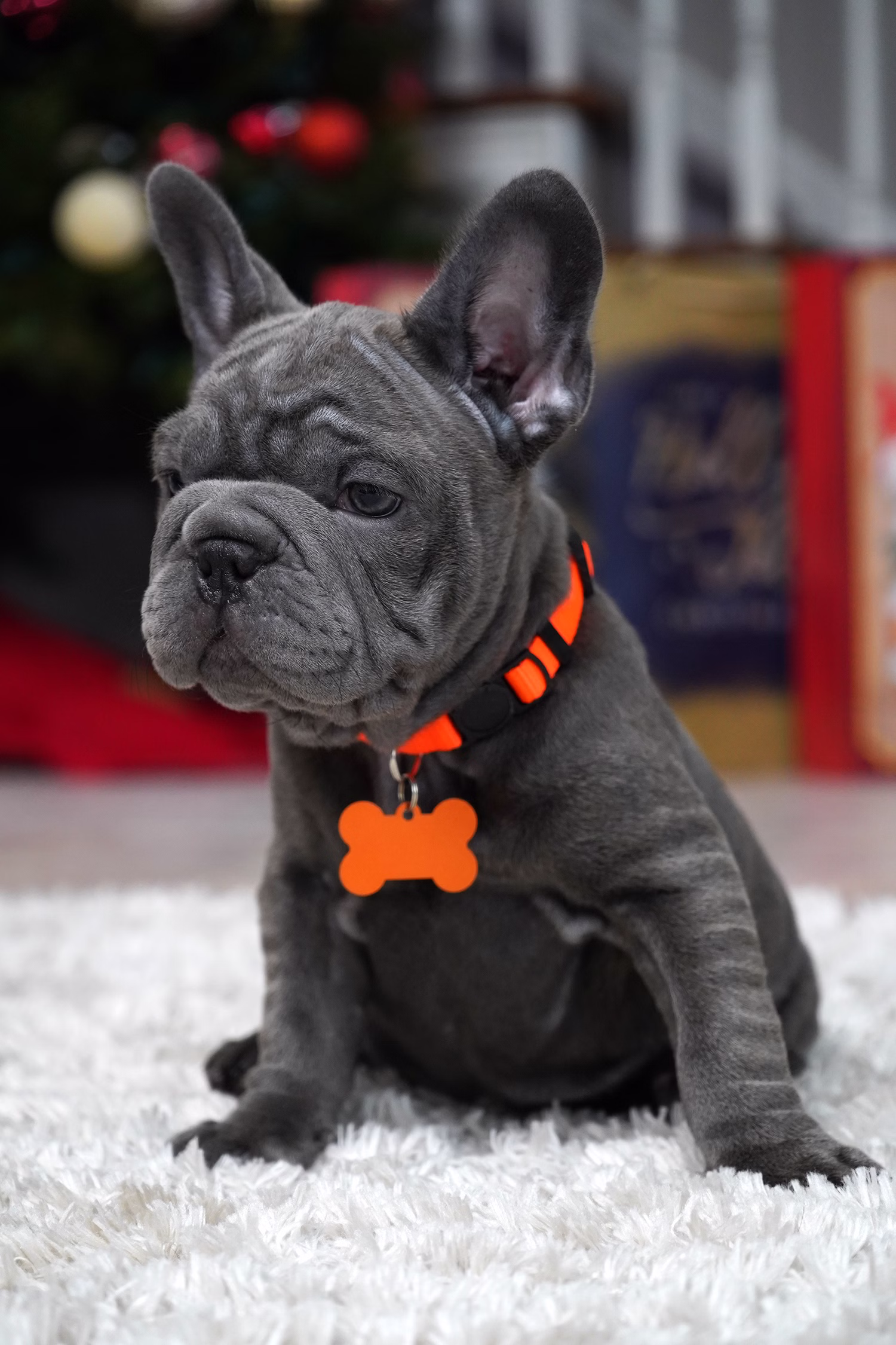 French Bulldog, female, merle tan, puppy with health guarantee and pedigree available a Alabama, Florida, Georgia, North Carolina, South Carolina, Tennessee, California, Illinois, Colorado, Texas
