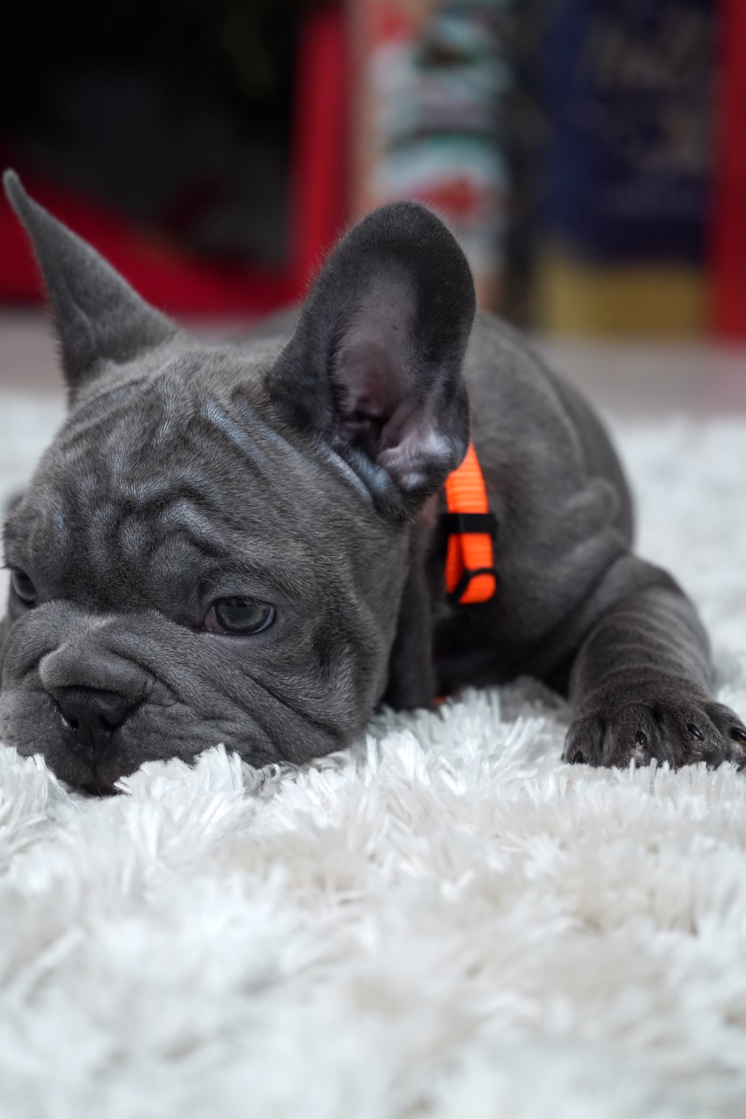 French Bulldog, female, merle tan, puppy with health guarantee and pedigree available a Alabama, Florida, Georgia, North Carolina, South Carolina, Tennessee, California, Illinois, Colorado, Texas