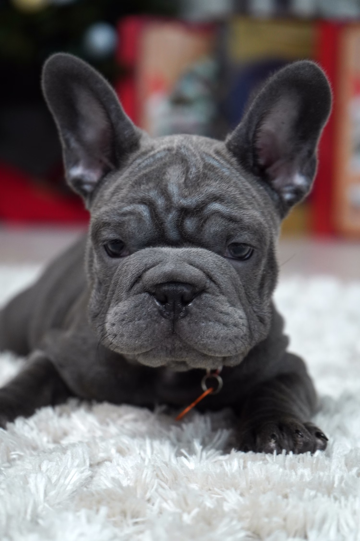 French Bulldog, female, merle tan, puppy with health guarantee and pedigree available a Alabama, Florida, Georgia, North Carolina, South Carolina, Tennessee, California, Illinois, Colorado, Texas