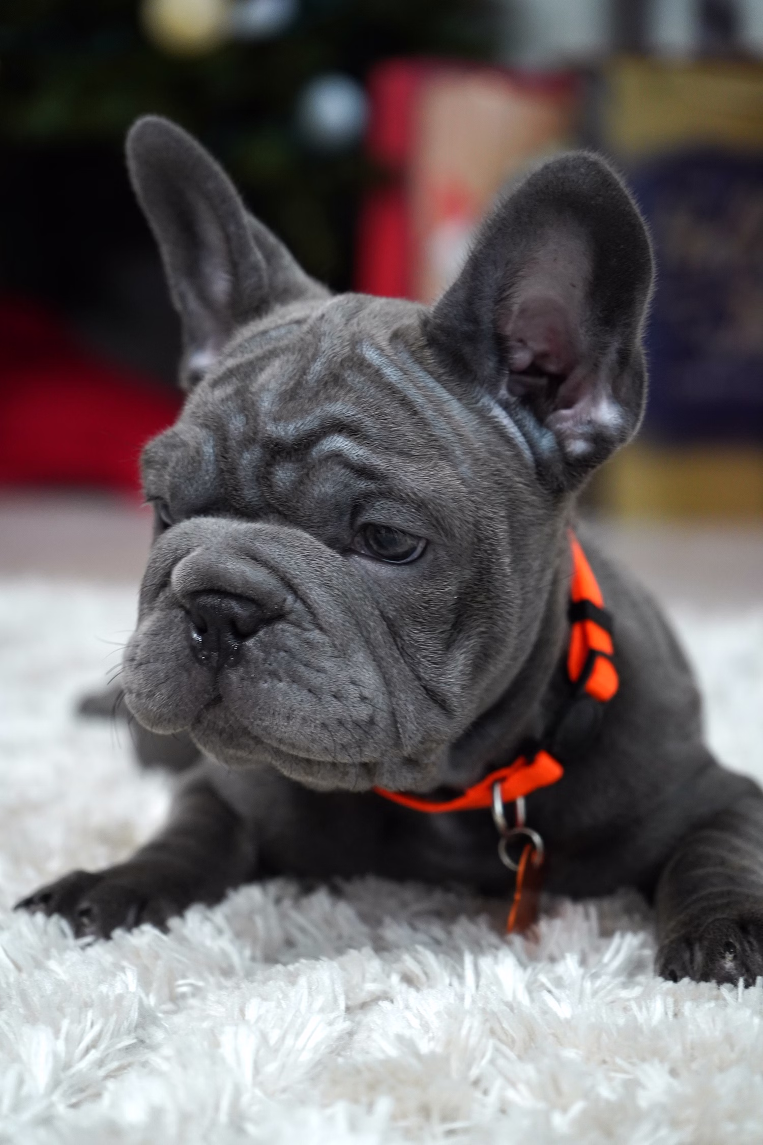 French Bulldog, female, merle tan, puppy with health guarantee and pedigree available a Alabama, Florida, Georgia, North Carolina, South Carolina, Tennessee, California, Illinois, Colorado, Texas
