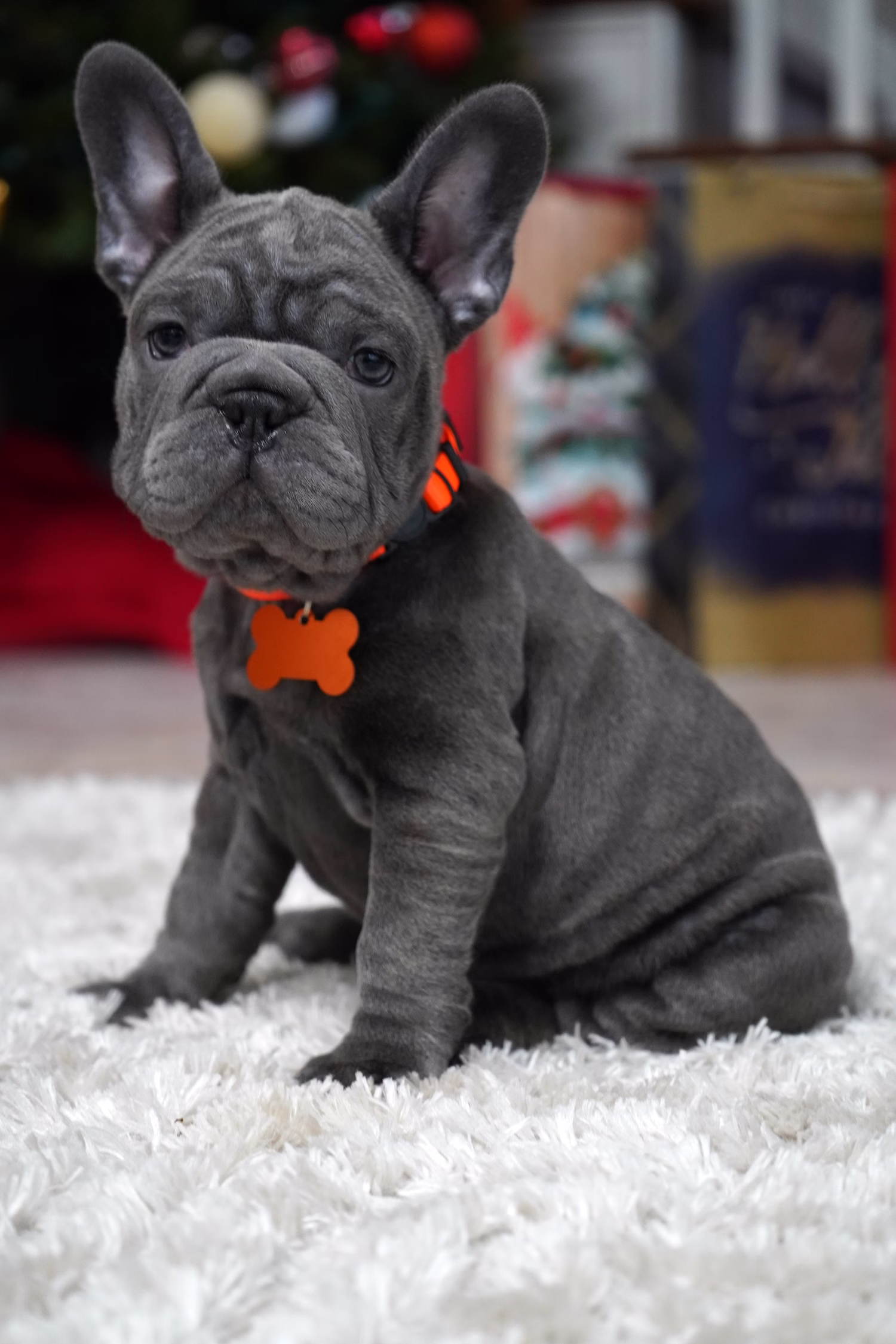 French Bulldog, female, merle tan, puppy with health guarantee and pedigree available a Alabama, Florida, Georgia, North Carolina, South Carolina, Tennessee, California, Illinois, Colorado, Texas