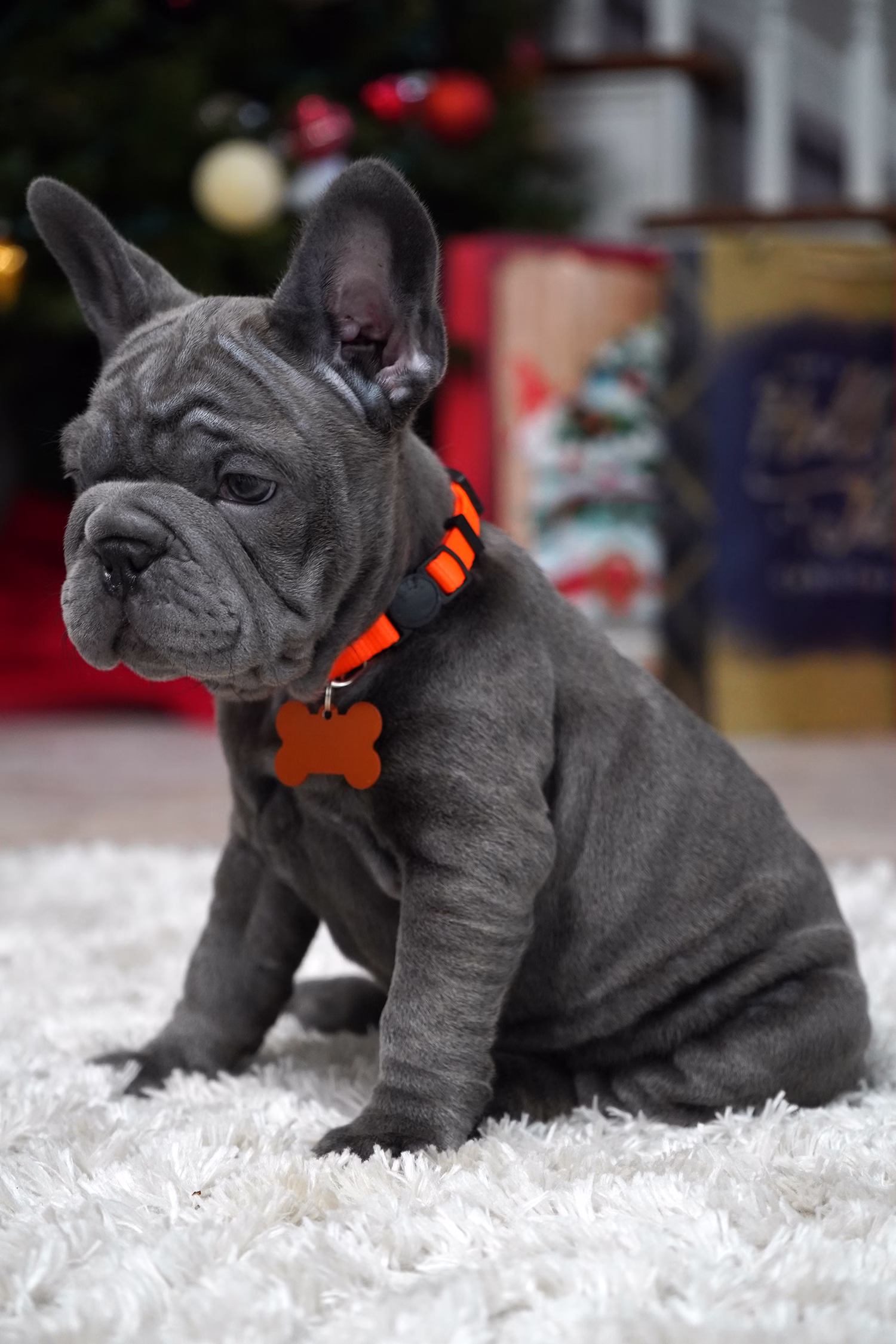 French Bulldog, female, merle tan, puppy with health guarantee and pedigree available a Alabama, Florida, Georgia, North Carolina, South Carolina, Tennessee, California, Illinois, Colorado, Texas