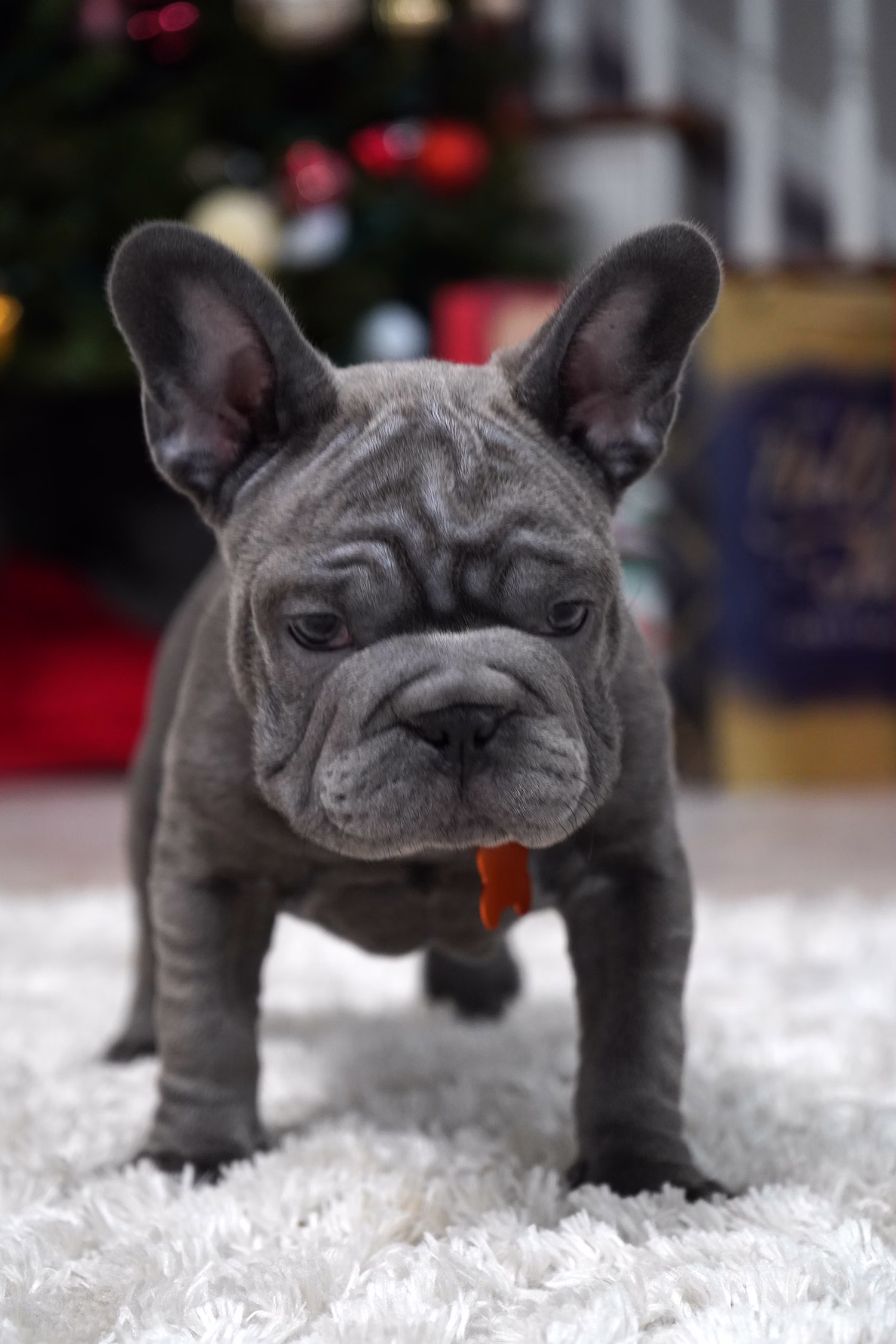 French Bulldog, female, merle tan, puppy with health guarantee and pedigree available a Alabama, Florida, Georgia, North Carolina, South Carolina, Tennessee, California, Illinois, Colorado, Texas