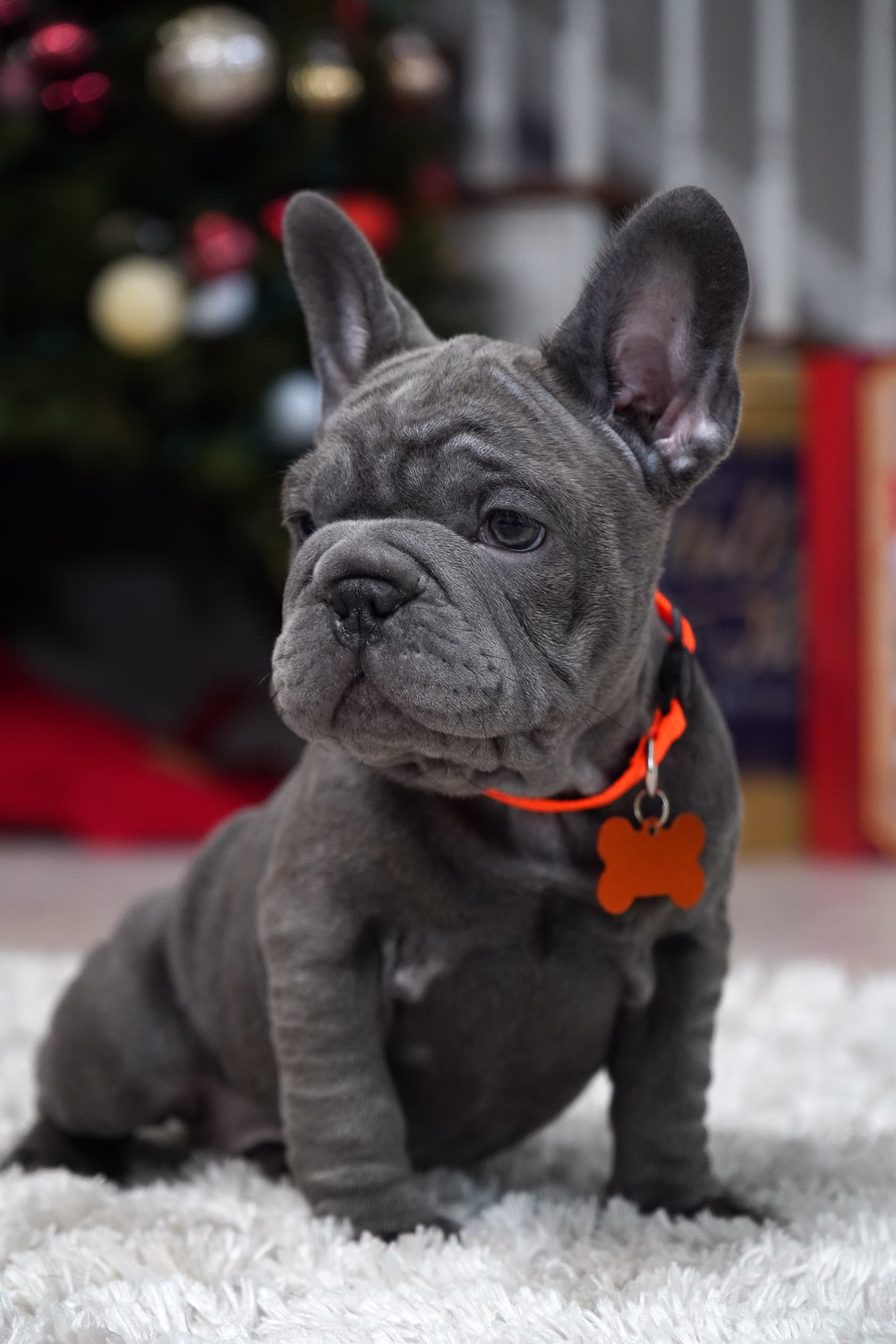 French Bulldog, female, merle tan, puppy with health guarantee and pedigree available a Alabama, Florida, Georgia, North Carolina, South Carolina, Tennessee, California, Illinois, Colorado, Texas
