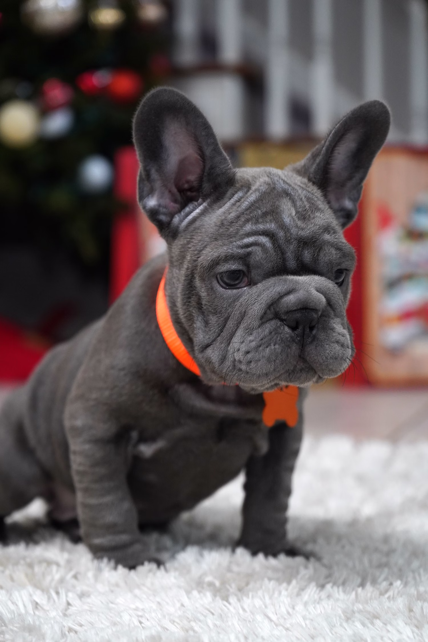 French Bulldog, female, merle tan, puppy with health guarantee and pedigree available a Alabama, Florida, Georgia, North Carolina, South Carolina, Tennessee, California, Illinois, Colorado, Texas