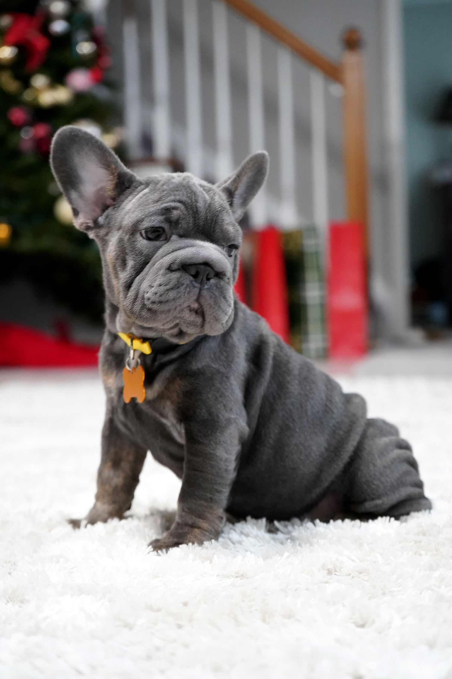 Premium AKC French Bulldog Puppies for Sale  Healthy, Microchipped, and Ready for New Homes