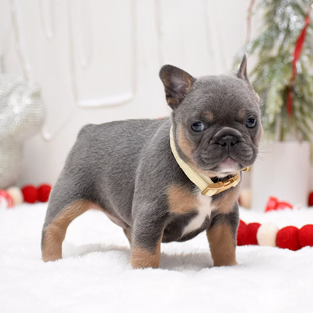 French Bulldog, female, merle tan, puppy with health guarantee and pedigree available a Alabama, Florida, Georgia, North Carolina, South Carolina, Tennessee, California, Illinois, Colorado, Texas