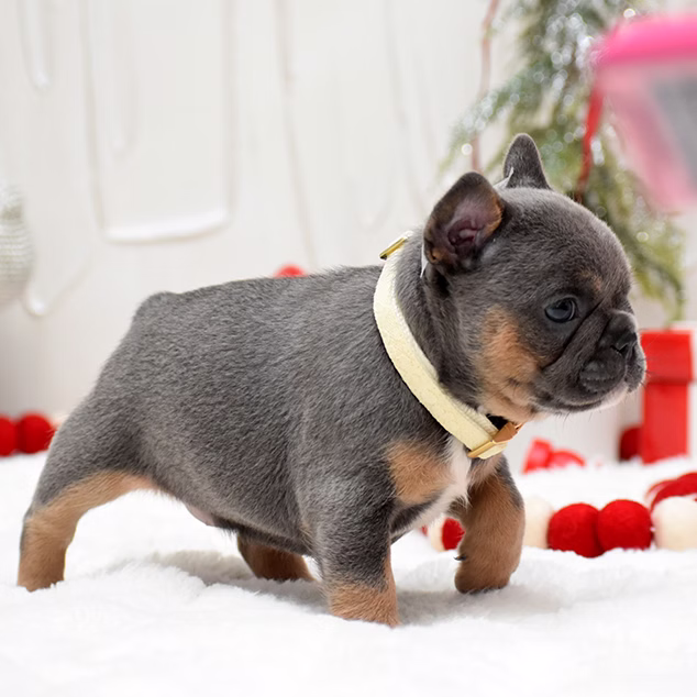 French Bulldog, female, merle tan, puppy with health guarantee and pedigree available a Alabama, Florida, Georgia, North Carolina, South Carolina, Tennessee, California, Illinois, Colorado, Texas