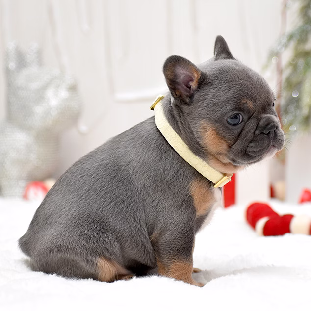 French Bulldog, female, merle tan, puppy with health guarantee and pedigree available a Alabama, Florida, Georgia, North Carolina, South Carolina, Tennessee, California, Illinois, Colorado, Texas